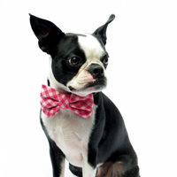 adornables bowties for pets