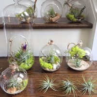 Simple Green Airplants