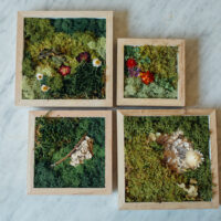 Moss and Canvas