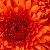 chrysanthemum-002